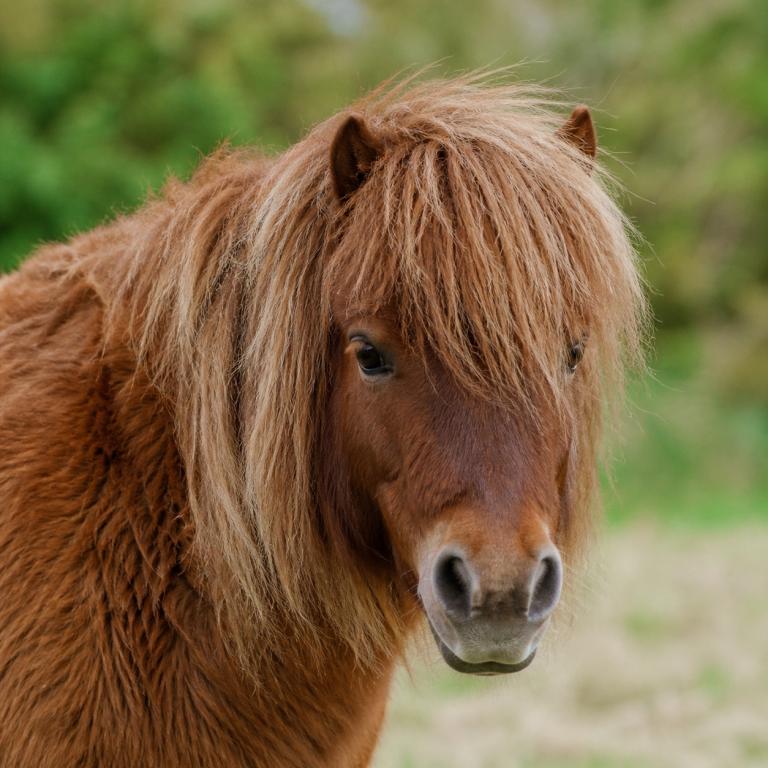 Portrait d’un poney brun au regard expressif dans un environnement naturel