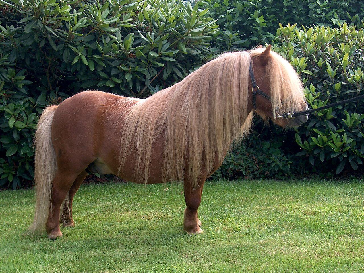 A piebald Shetland pony on the Shetland Islands. - CC BY-SA 2.0 - Ronnie Robertson