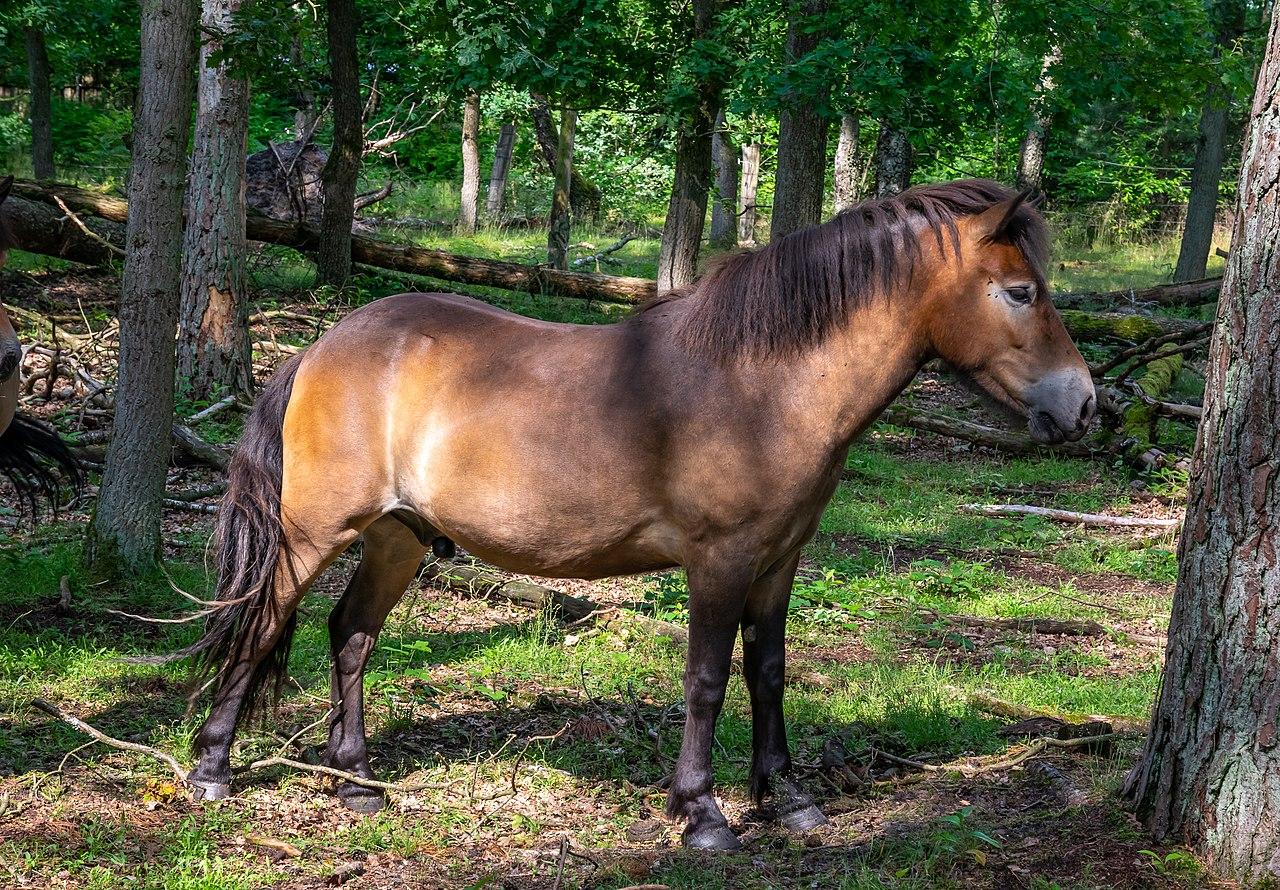 Exmoor pony in Oerlinghausen, during the summer. - CC BY-SA 4.0 - Tsungam