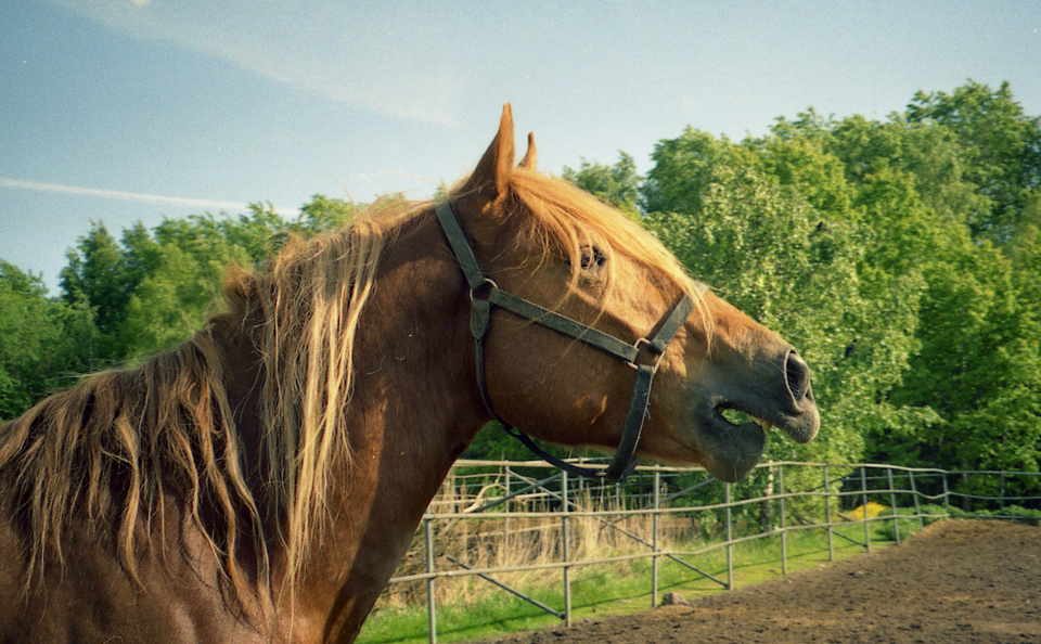 A Finnish stallion neighing - CC BY-SA 3.0 - Pitke