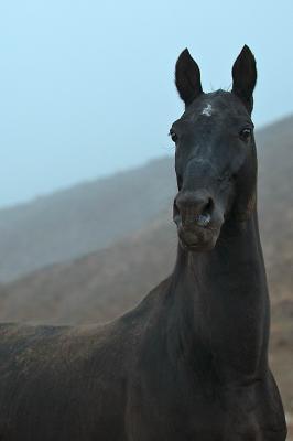 Photographie Akhal-Téké