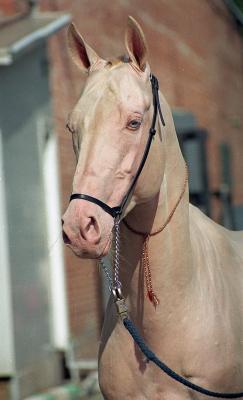 Tête d'un Akhal-Teke de robe crème.