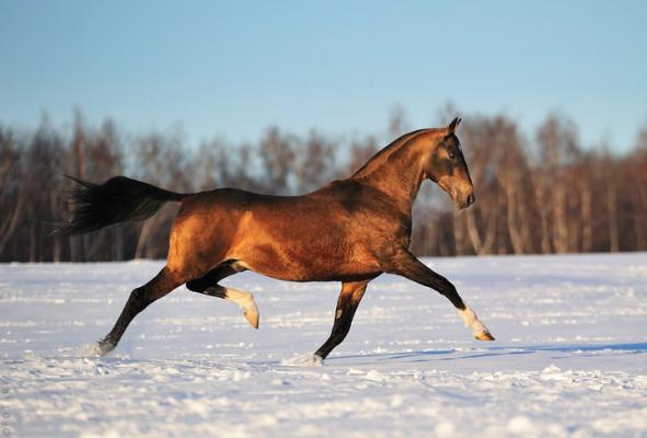 Akhal-Teké au trot.