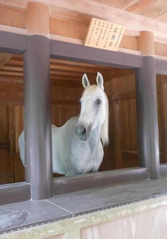 Anglo-arabe vénéré dans un temple Shinto, au Japon. - Miyuki Meinaka 