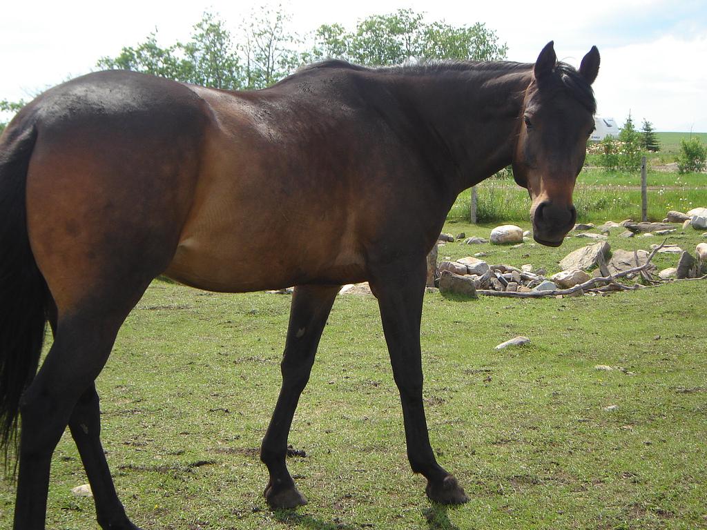 Jument Anglo-arabe bai-brun. - muddypawed 