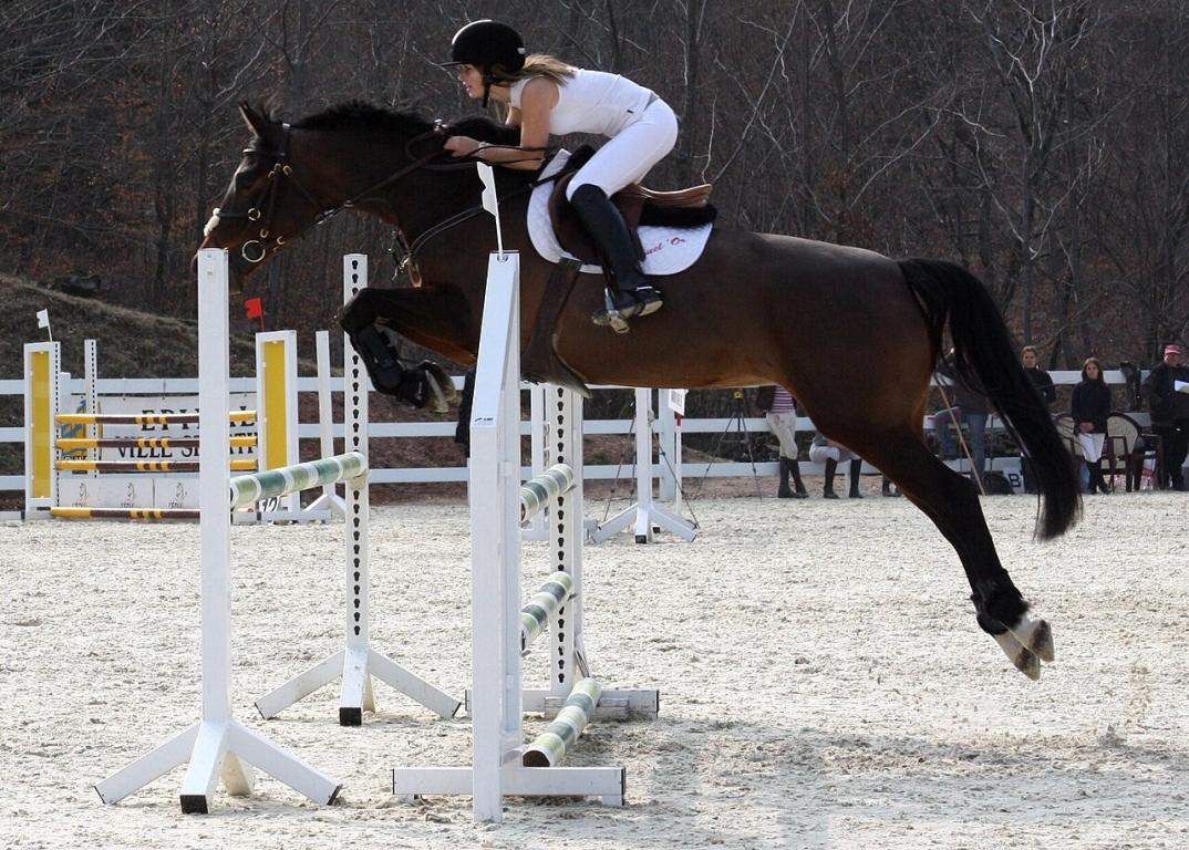 Anglo-Arabe en compétition de saut d'obstacles - Eponimm