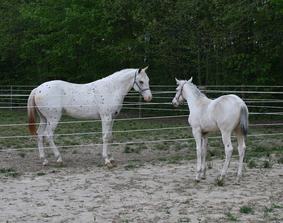 Appaloosa blanc - CC BY 2.0 - bankerssilvermoon