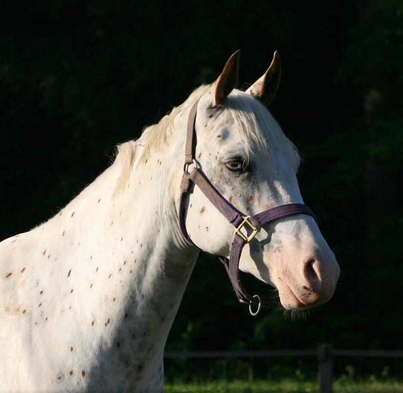 Appaloosa tête - CC BY 2.0 - bankerssilvermoon