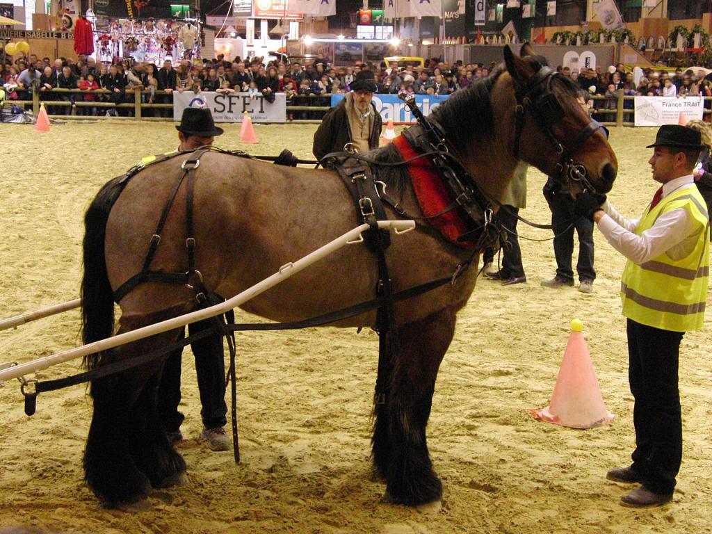Cheval auxois attelé lors du concours Trait d'avenir attelage dans l'épreuve de maniabilité - Salon international de l'agriculture 2013, Paris, France - Photo :  Eponimm 