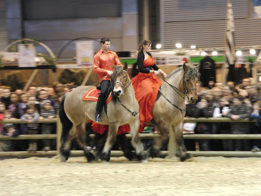 Deux chevaux auxois au salon international de l'agriculture de Paris en 2011. -  Photo :  Eponimm 