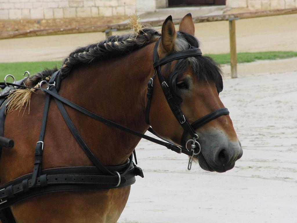 Tête d'un cheval Auxois au Haras national de Cluny en 2011. - Photo : Eponimm 