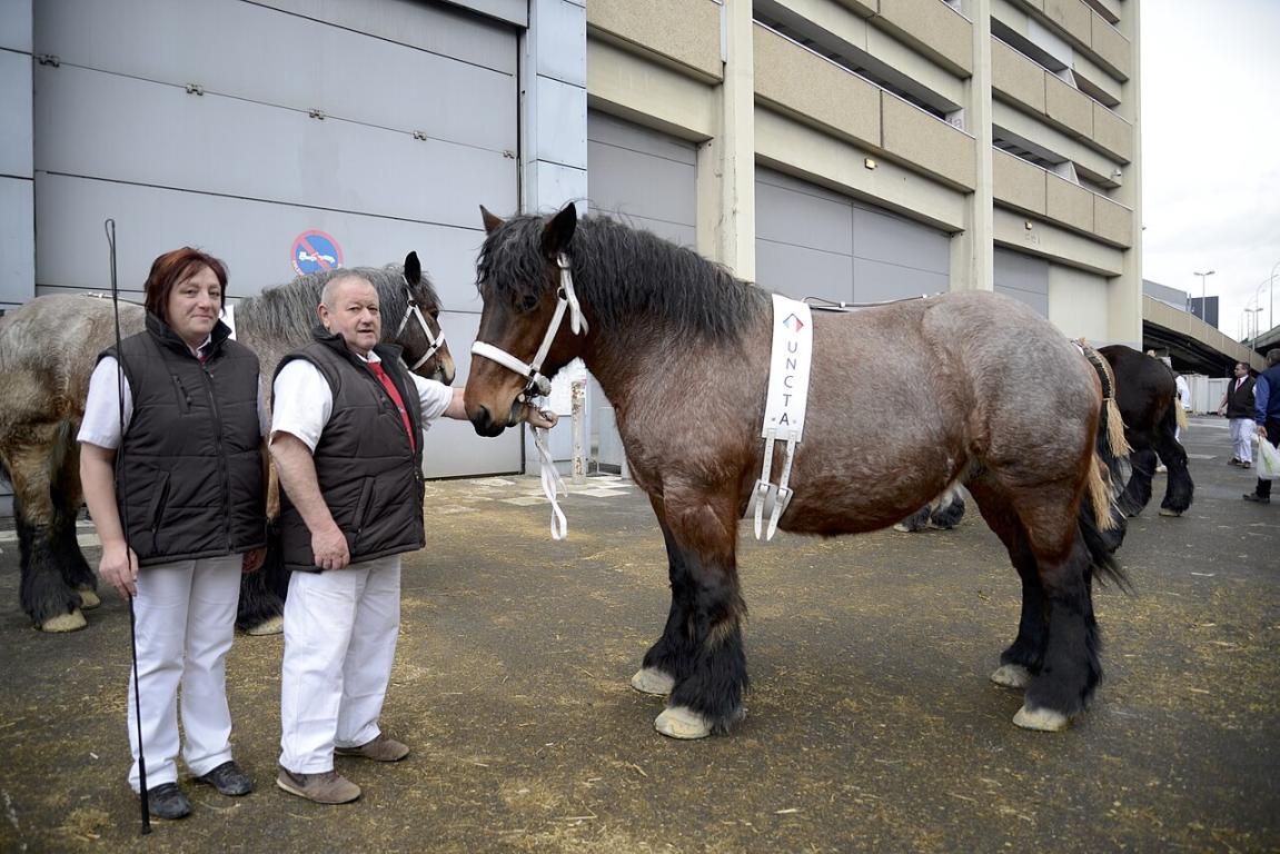 Cheval de trait d'Auxois au Salon International de l'Agriculture, le 24 février 2015 à Paris. - Photo : Nikeush 
