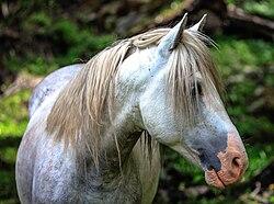 Bagual gris à Ushuaïa - CC BY-SA 2.0 - Murray Foubister 