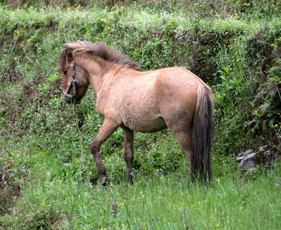 Cheval le long d'une rizière en terrasses, Longsheng, Guangxi, Chine - CC BY-2.0 - Elvir K