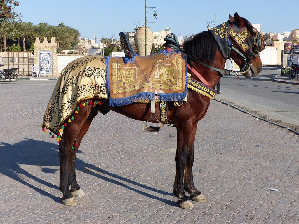 Cheval Barbe bai paré pour une fantasia, à Tozeur - Tsaag Valren 