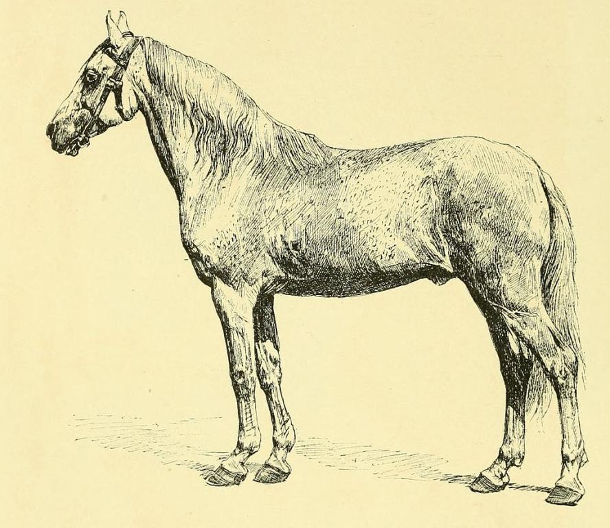 Kif-kif, étalon Barbe du Sahara, premier prix de l'exposition universelle de 1878.