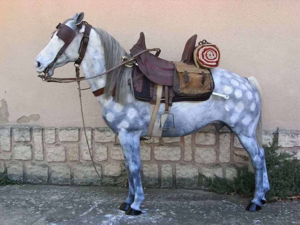 Un cheval Barbe équipé d'un harnais Spahi - TOUTON spahi