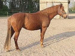 Un cheval barbe alezan debout sur un terrain sablonneux - Alexander Kastler