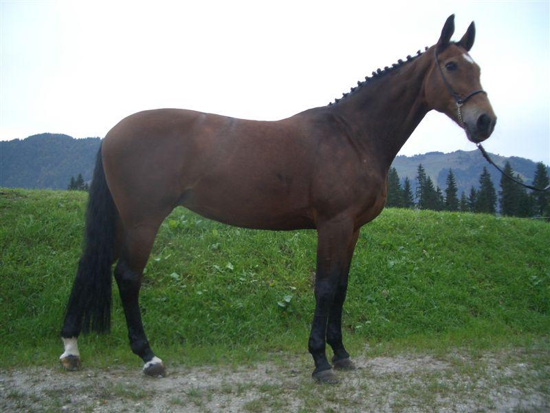 Race Cheval - Bavarois au modèle.
