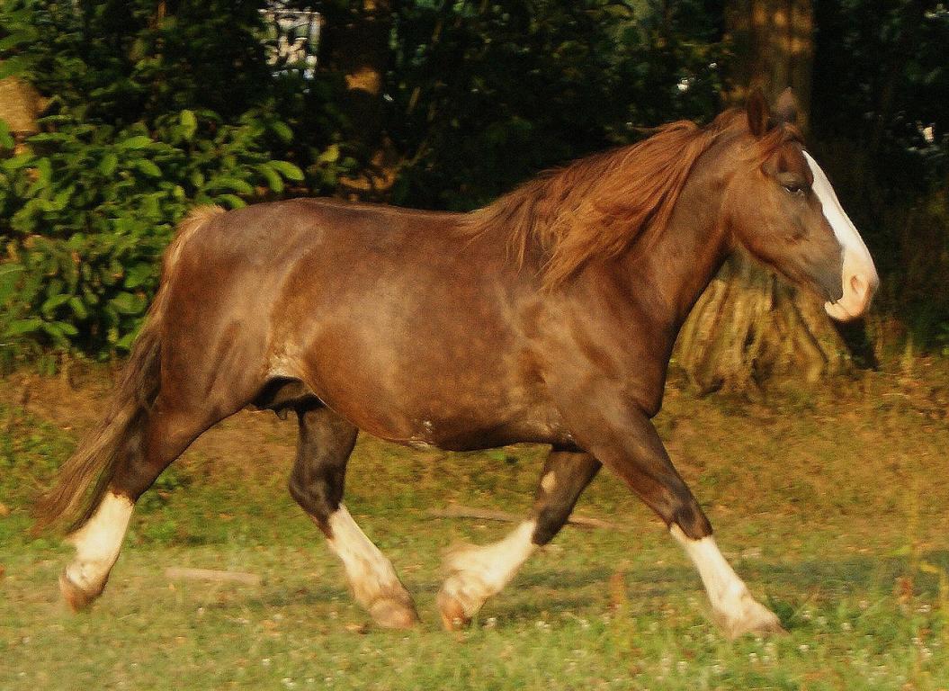 Jument de race trait bretonne de robe alezan Sw-1 (splashed white), testée. Elle a des taches blanches sous le ventre - Photo :  Goulwena MOEL