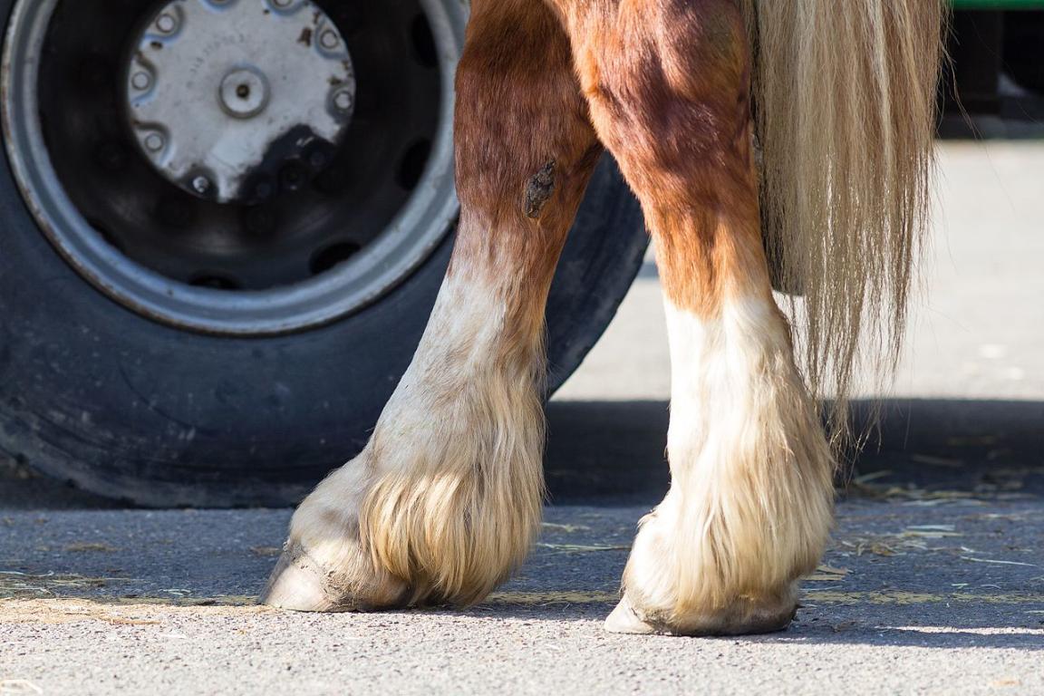 Membres postérieurs d'un cheval breton - CC BY-SA 4.0 - Édouard Hue