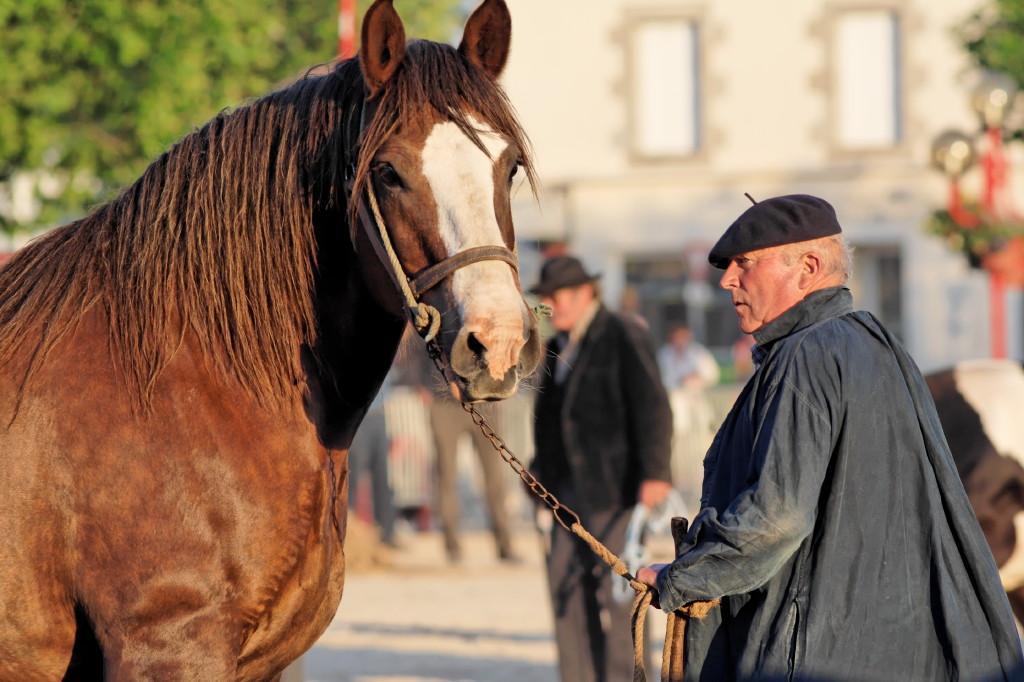 Trait Breton dans une reconstitution de la foire aux chevaux de Landivisiau. - CC BY-SA 2.5 - Daniel Vaulot