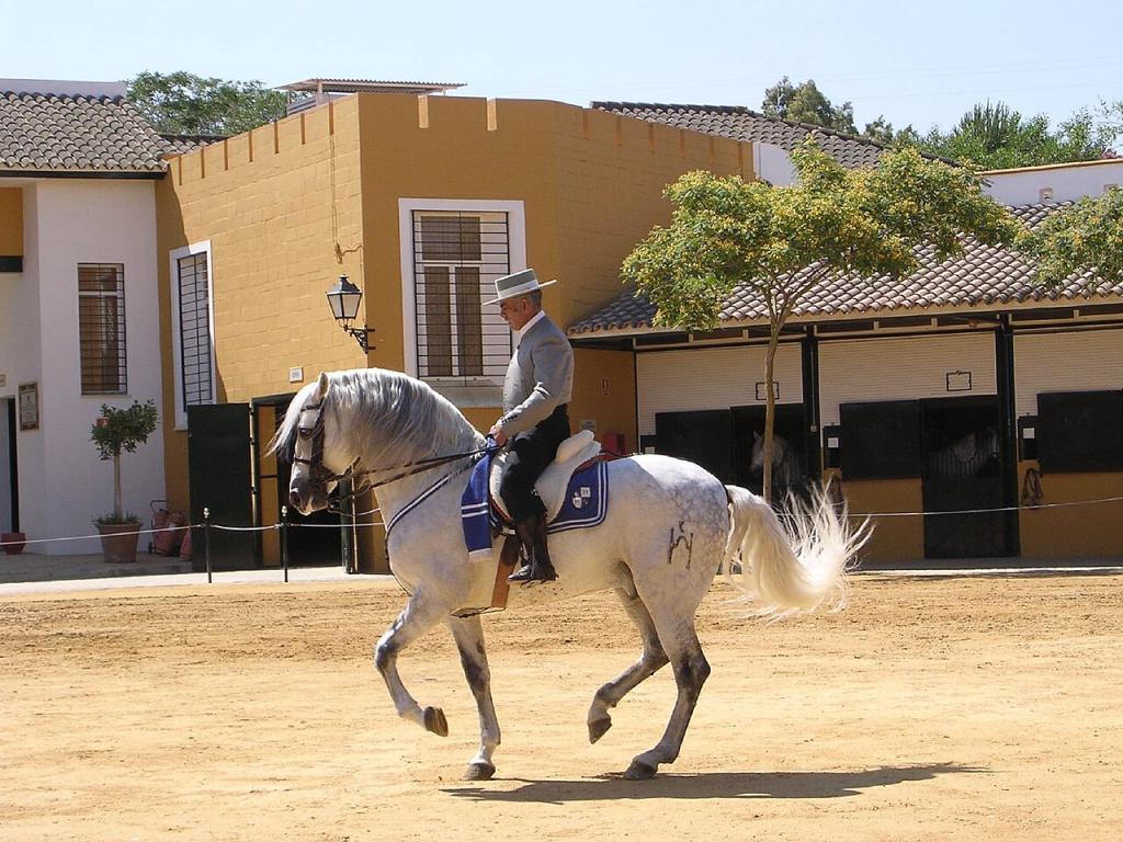 Chartreux gris au piaffer - Photo : Kartäuser-Pferd_Andalucia,_Spain_Private_Tour_-_June_2007.jpg: Fresco Tours derivative work: Nordlicht8 