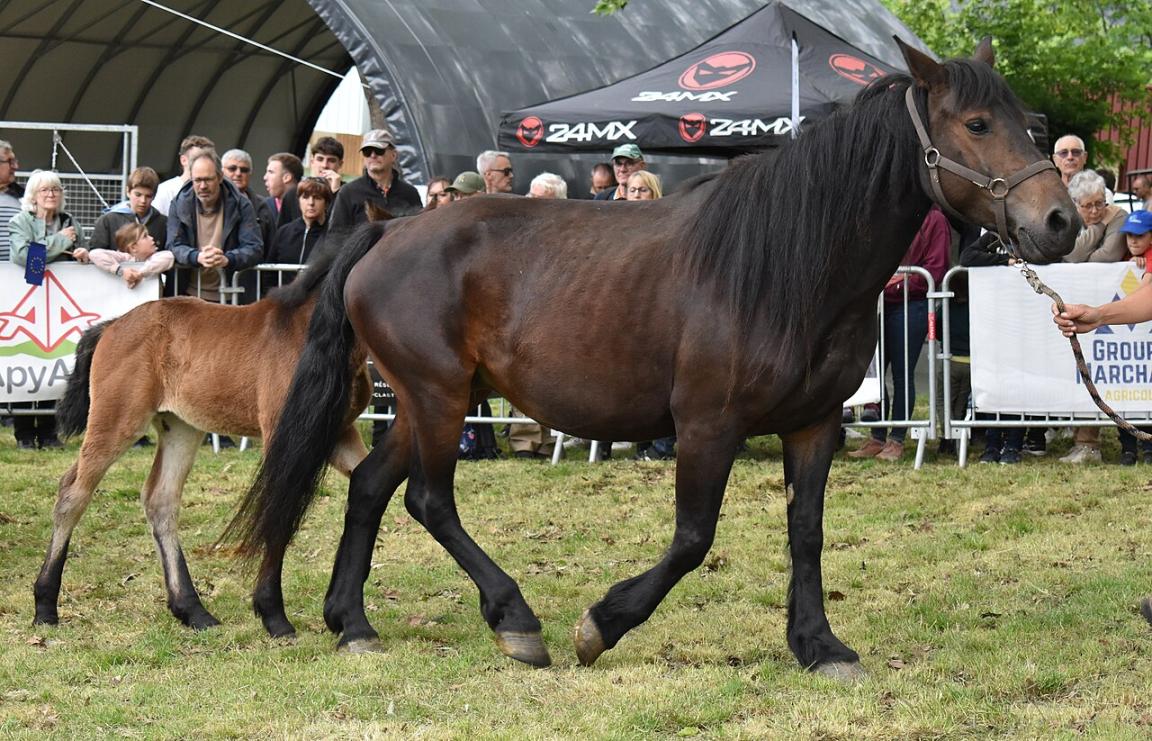 Deux juments Castillonnais avec leurs poulains (Foire agricole de Tarascon-sur-Ariège 2025) - Photo : Tylwyth Eldar