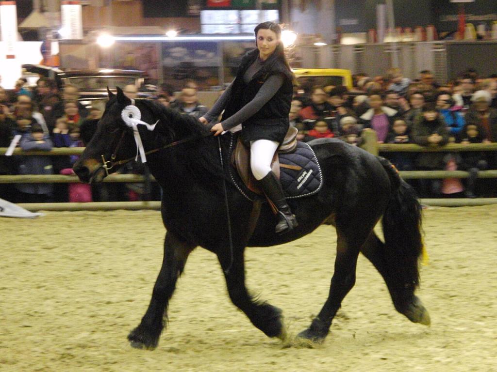 Cheval castillonnais monté au trot au Salon international de l'agriculture de 2013, Paris, France.. - Photo : Eponimm