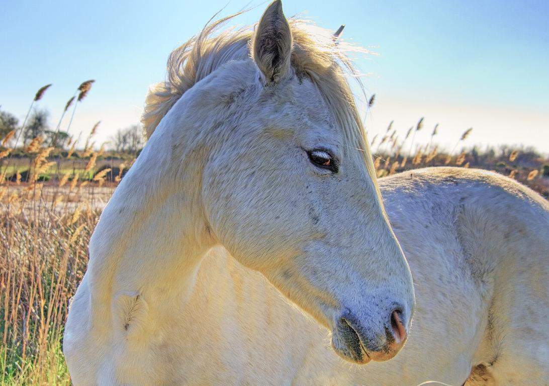Cheval Camargue dans son biotope naturel. - CC BY 2.0 - Wolfgang Staudt