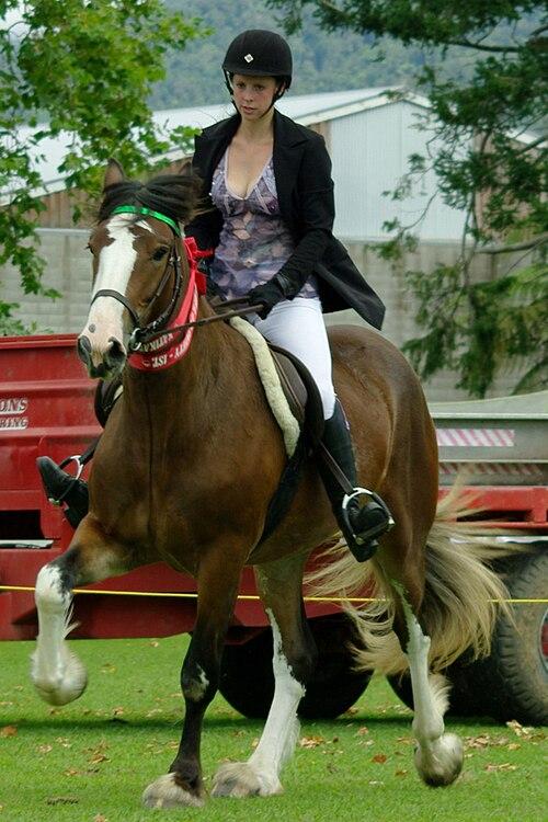 Clydesdale monté et récompensé d'un prix lors d'un show aux États-Unis. - CC BY-SA 2.0 - Jude