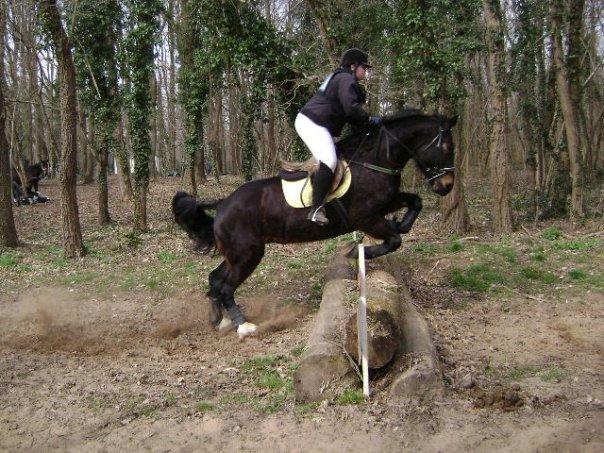 Olympe de Fontaine, jument Cob Normand sur le cross - CC BY-SA 3.0 - Eponimm