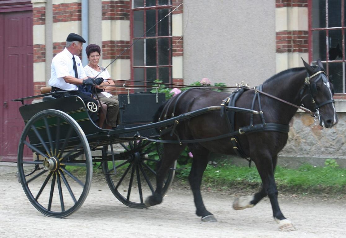 Attelage d'un cob normand au haras national de Saint-Lô. - CC BY-SA 3.0 - Larayevire