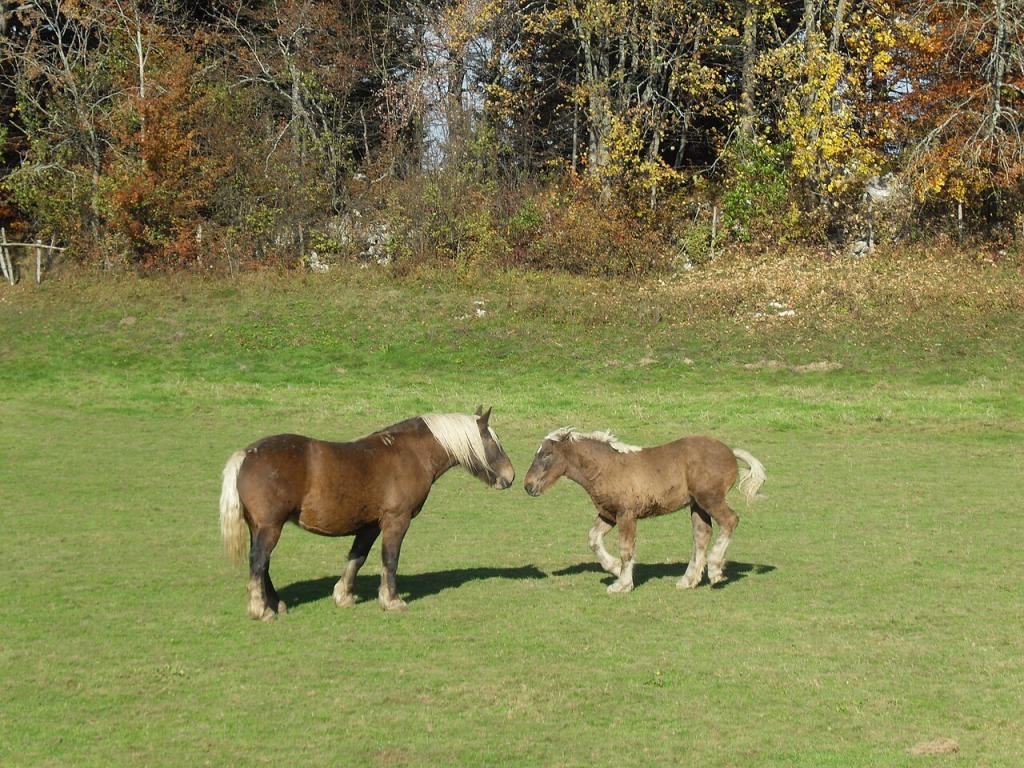 Des chevaux Comtois à Maîche, berceau de la race. - CC BY-SA 3.0 - Wikipedro