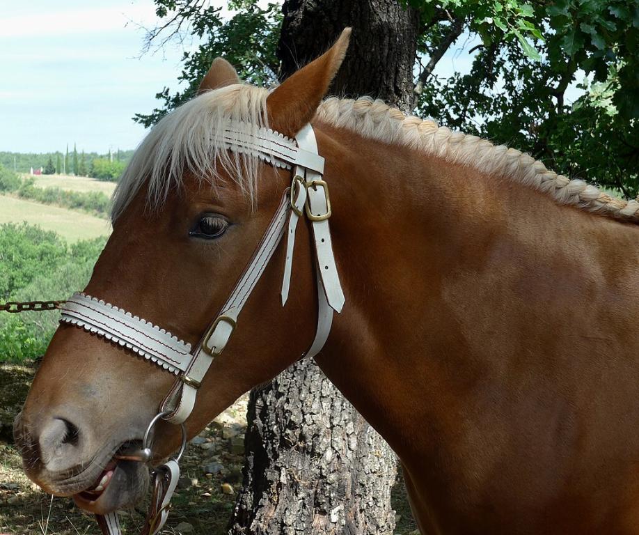 Comtois en exposition à Mirabel, profil gauche, 2017 - CC BY-SA 4.0 - Celeda