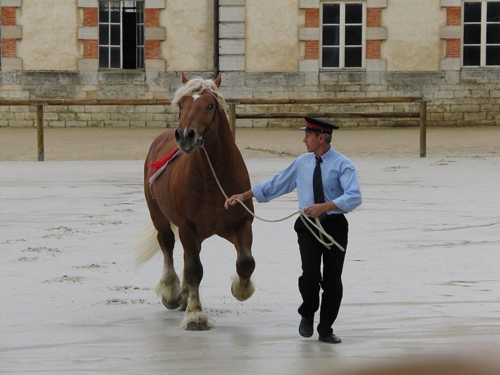 Présentation d'un étalon Comtois au haras national de Cluny. - CC BY-SA 3.0 - Eponimm