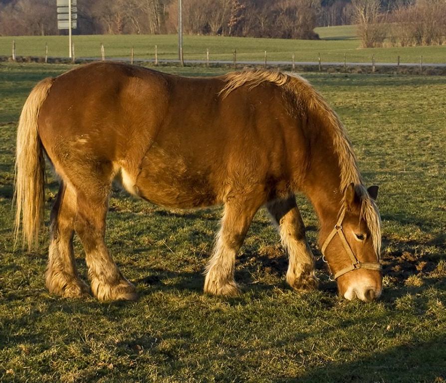 Exemple d'un modèle recherché pour la boucherie : vendus au poids, les animaux doivent être les plus lourds possibles. -  CC BY-SA 2.0 - stephane martin