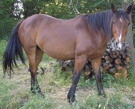 Un Criollo bai en Toscane. - Domaine public - Ildebrando