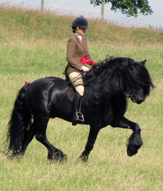Dales stallion mounted. - CC BY-SA 3.0 - Annapennell