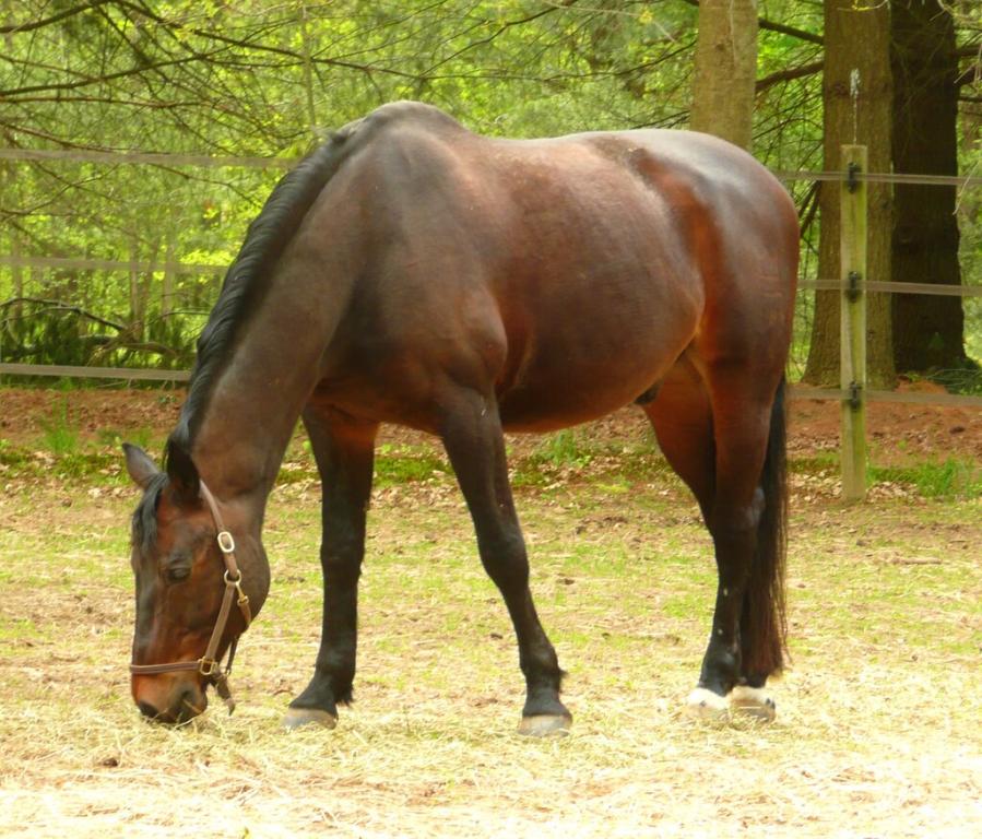 Danois sang-chaud bai dans son paddock. - CC BY 2.0 - Sheila 