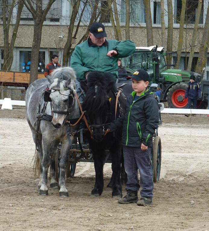 Attelage de poneys Dartmoor présenté en Allemagne - CC BY-SA 3.0 - Xocolatl