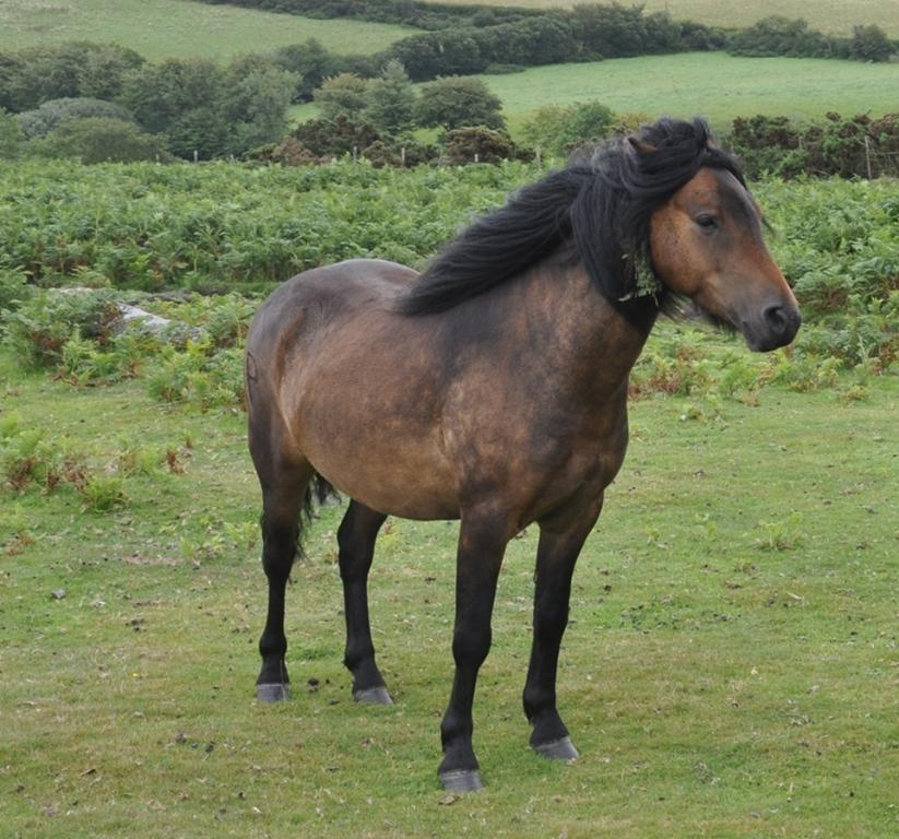 Poney Dartmoor bai dans sa région d'origine - CC BY-SA 3.0 - DFoidl