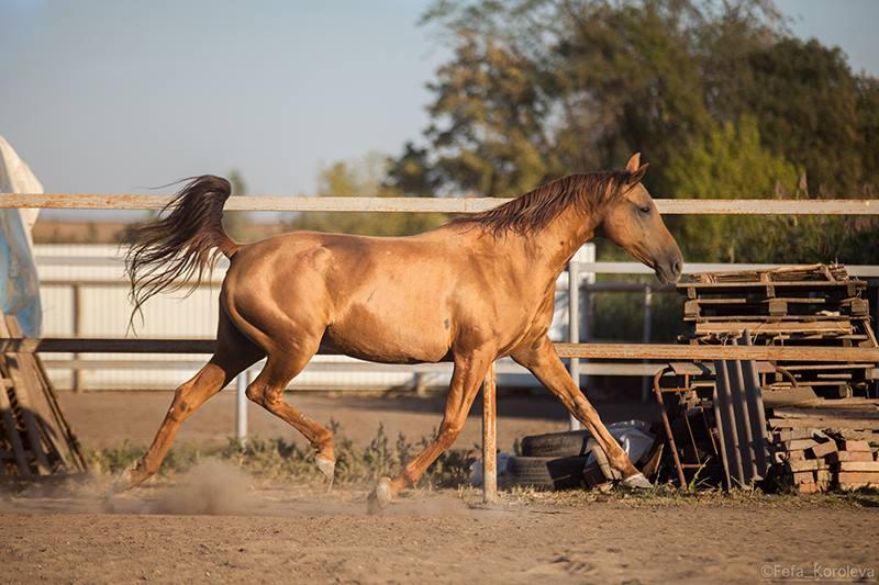 Cheval du Don au trot, vu de profil. - CC BY-SA 4.0 - Fefa Koroleva 