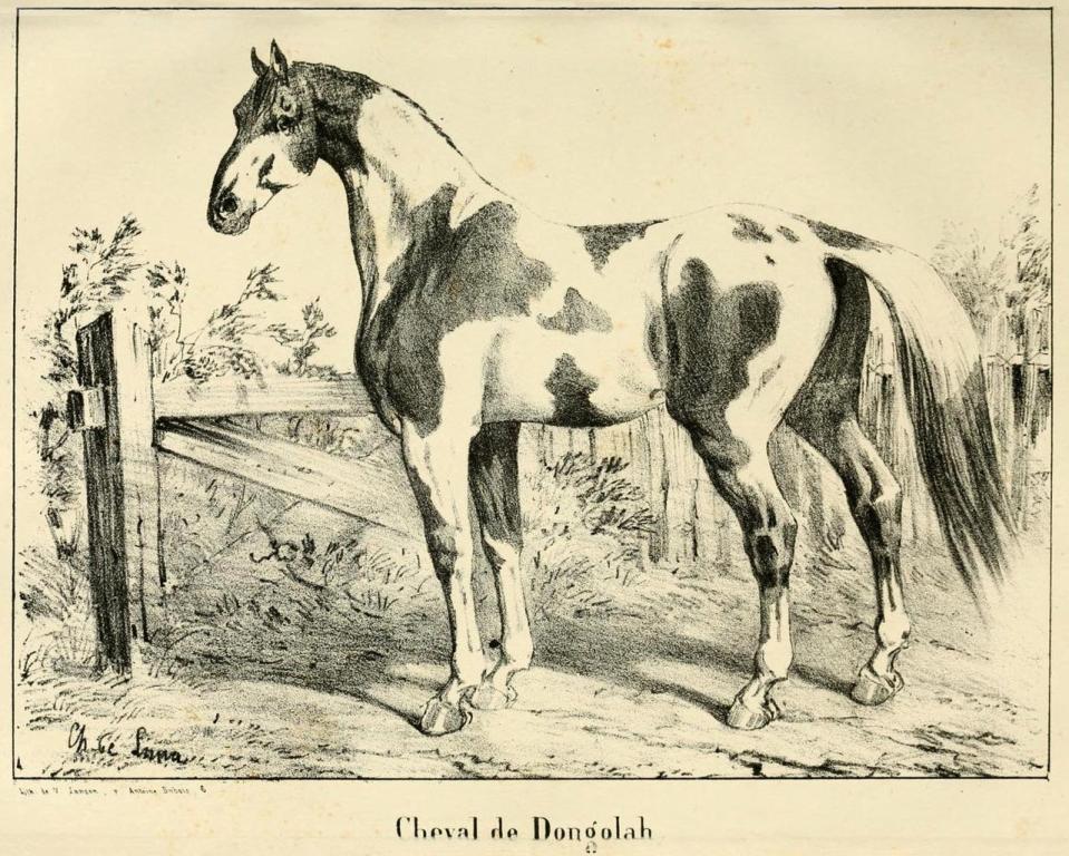 « Cheval de Dongolah », d'après le Dictionnaire d'hippiatrique et d'équitation de François-Joseph-Zanobi-Gaëtan Cardini, 1848. - Domaine public - François-Joseph-Zanobi-Gaëtan Cardini 