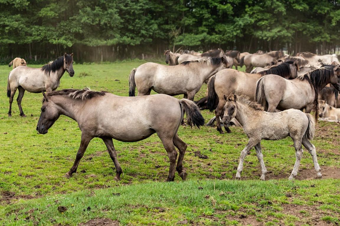 Ceci est une photo de la zone protégée répertoriée au WDPA sous l'ID - Dietmar Rabich
