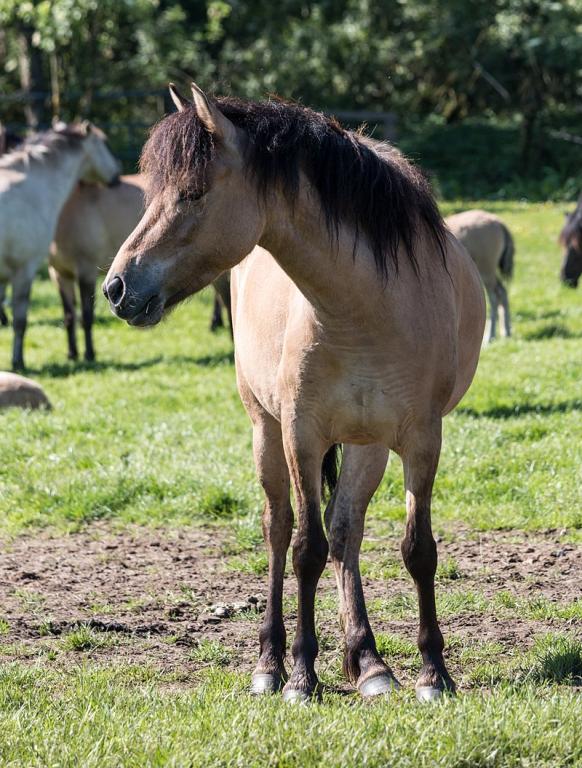 Poney de Dülmen en liberté - CC BY-SA 4.0 - Dietmar Rabich