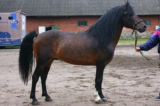 L'étalon cheval indigène estonien Viks - Photo : I, Rozpravka