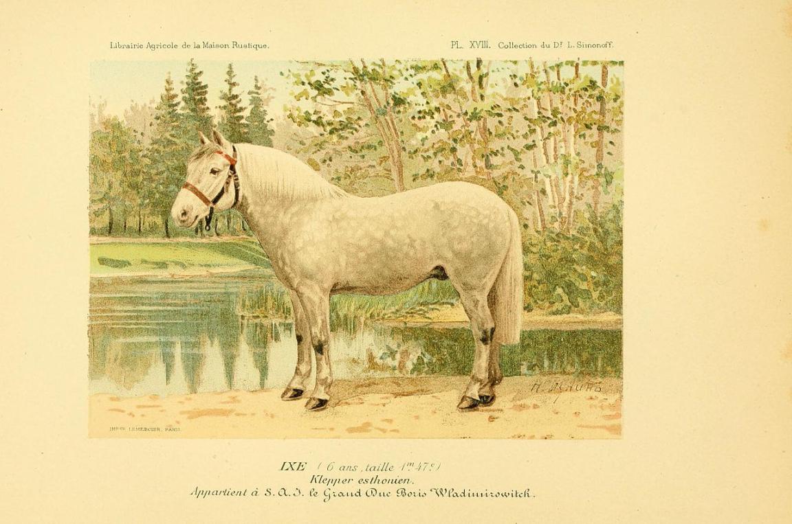 « Klepper estonien » dans Les races chevalines, 1894