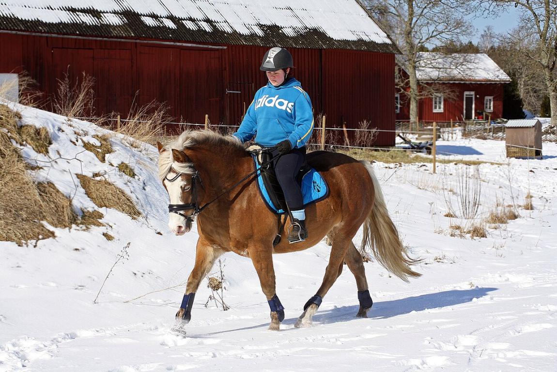 Estonien de 4 ans monté - Photo : Sara Gustafsson 