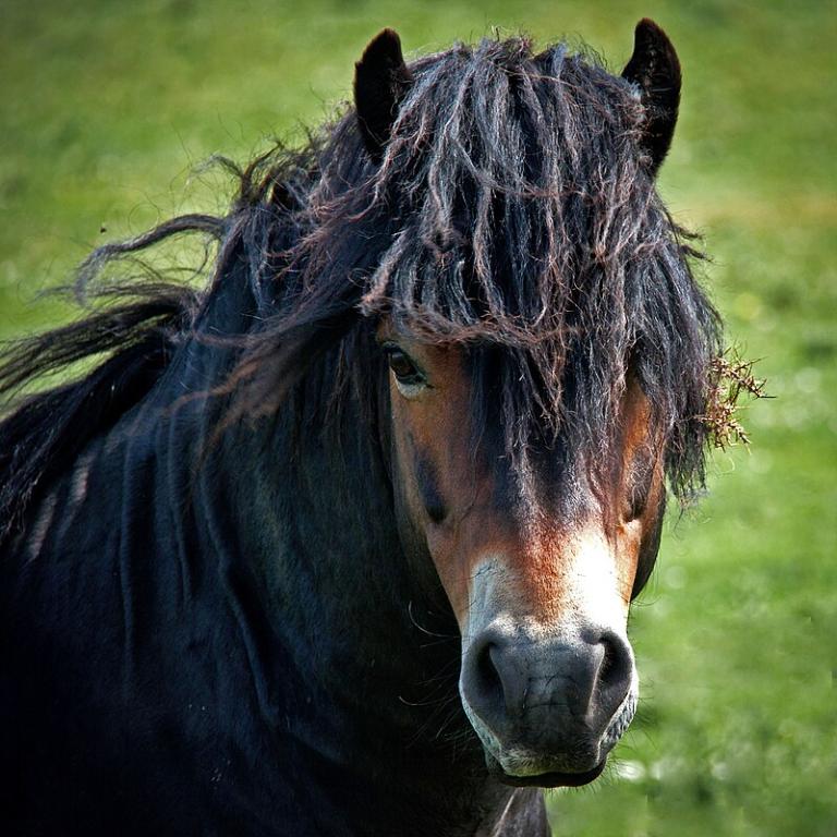 Exmoor pony Vue de face. - CC BY 2.0 - Photo :  Mark Robinson